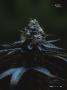 Page: - 53 | High Times