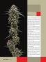 Page: - 58 | High Times