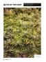 Page: - 64 | High Times