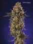 Page: - 67 | High Times
