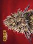 Page: - 68 | High Times