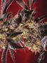 Page: - 69 | High Times