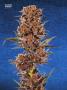 Page: - 70 | High Times