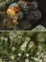 Page: - 44 | High Times