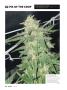 Page: - 64 | High Times