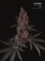 Page: - 67 | High Times