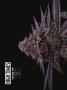 Page: - 68 | High Times