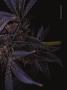 Page: - 69 | High Times