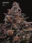 Page: - 70 | High Times