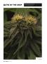 Page: - 36 | High Times