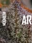 Page: - 20 | High Times