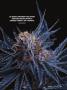 Page: - 31 | High Times