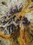 Page: - 33 | High Times