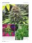 Page: - 38 | High Times