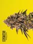 Page: - 40 | High Times