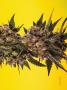Page: - 41 | High Times