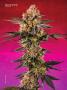 Page: - 42 | High Times