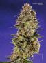 Page: - 43 | High Times