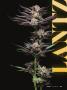 Page: - 27 | High Times