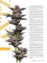 Page: - 31 | High Times