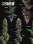 Page: - 40 | High Times