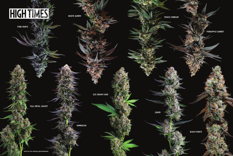 HIGH TIMES