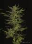 Page: - 17 | High Times