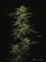 Page: - 19 | High Times