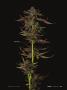 Page: - 21 | High Times