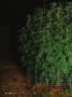 Page: - 32 | High Times
