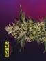 Page: - 40 | High Times