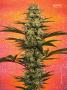Page: - 43 | High Times