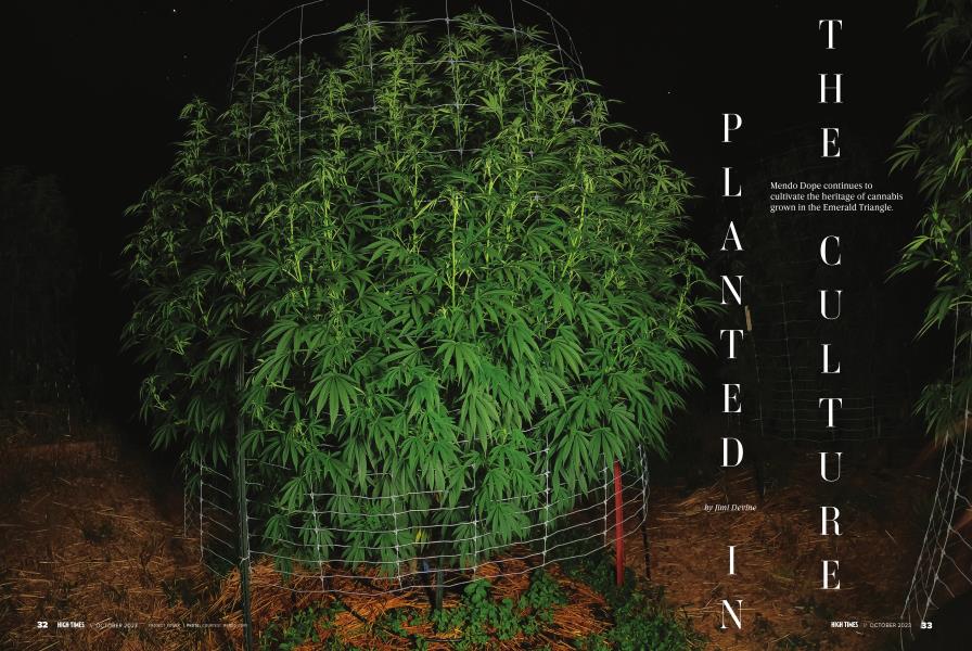 PLANTED IN THE CULTURE