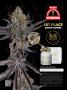 Page: - 15 | High Times