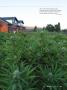 Page: - 37 | High Times