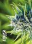 Page: - 40 | High Times