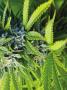 Page: - 41 | High Times