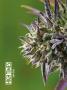 Page: - 42 | High Times