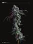 Page: - 30 | High Times