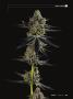 Page: - 33 | High Times