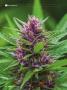 Page: - 34 | High Times