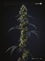 Page: - 37 | High Times