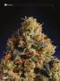 Page: - 38 | High Times