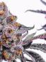 Page: - 41 | High Times