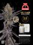 Page: - 43 | High Times