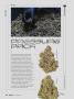 Page: - 54 | High Times