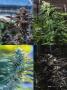 Page: - 19 | High Times