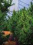Page: - 23 | High Times
