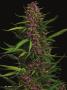 Page: - 24 | High Times