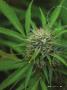Page: - 25 | High Times